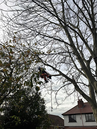 Tree pruning Leeds
