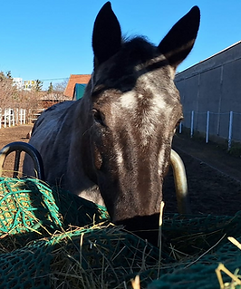 WhatsApp Bild 2025-03-19 um 21.20_edited.png