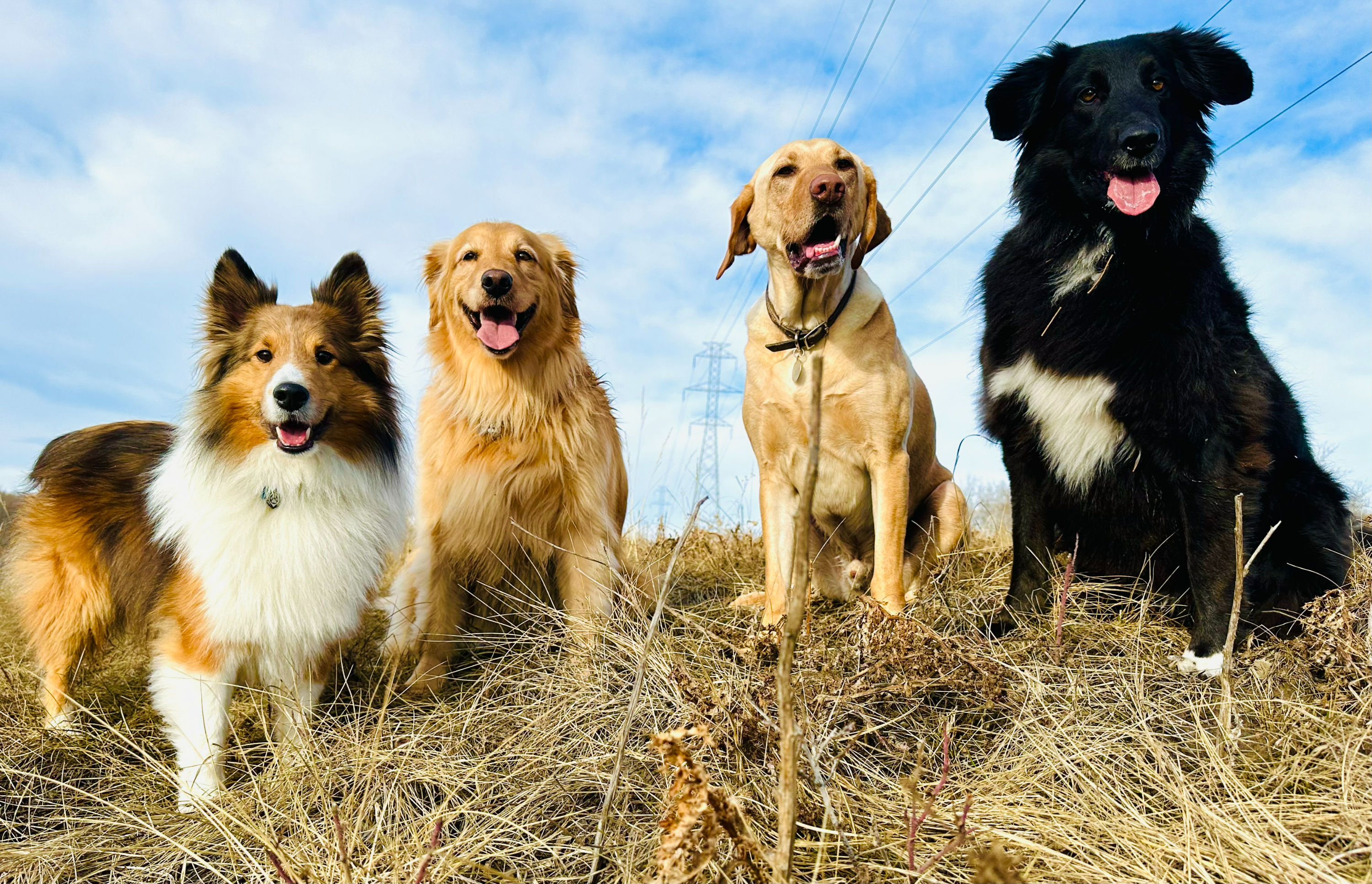 Group of dogs on dog walk hike in sw calgary trails