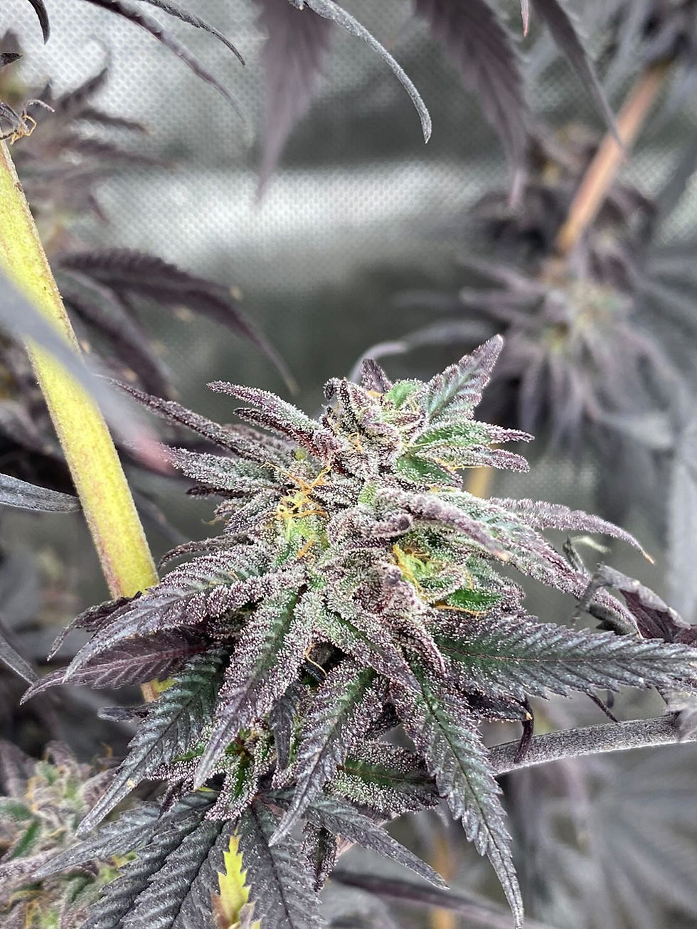 Thumbnail: Zombie Purpz 10 pack 