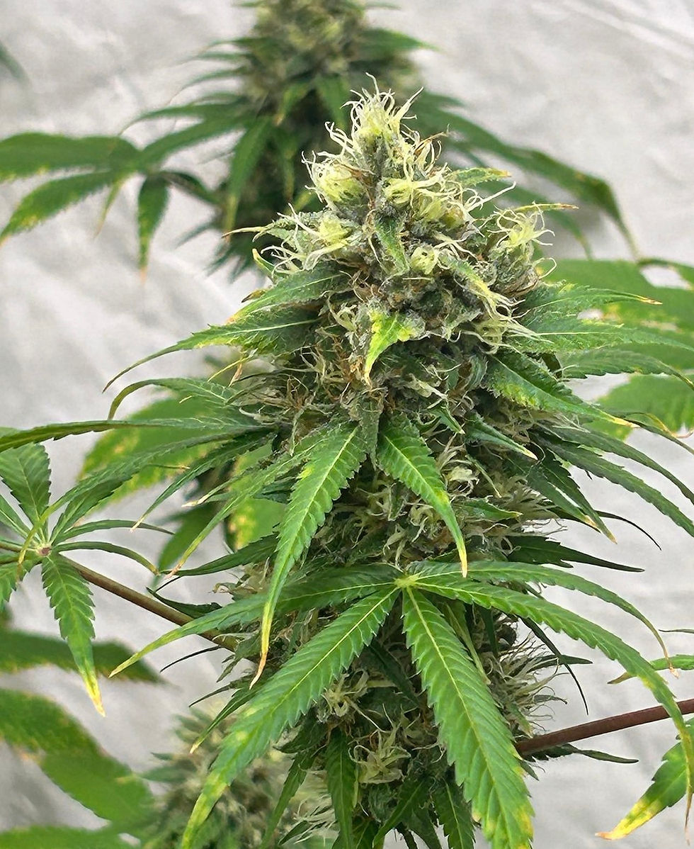 Thumbnail: Nightcrawler. 10 pack.