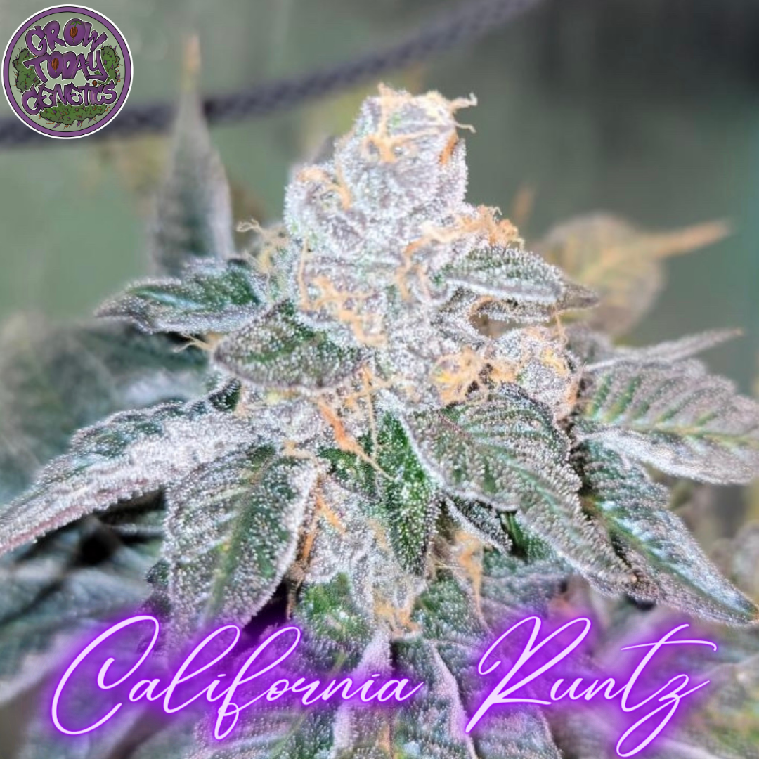 California Runtz 10 pack