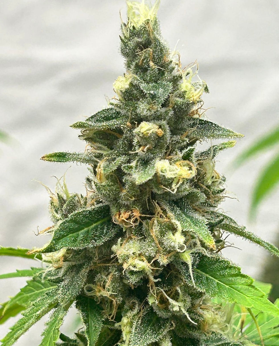 Thumbnail: Nightcrawler. 10 pack.