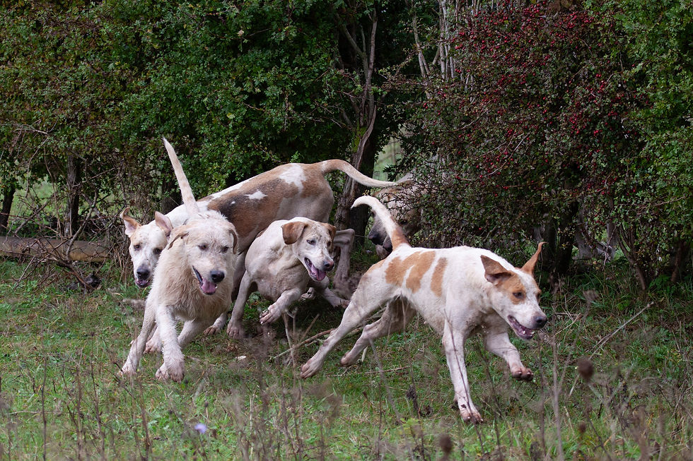 hounds turning.jpg