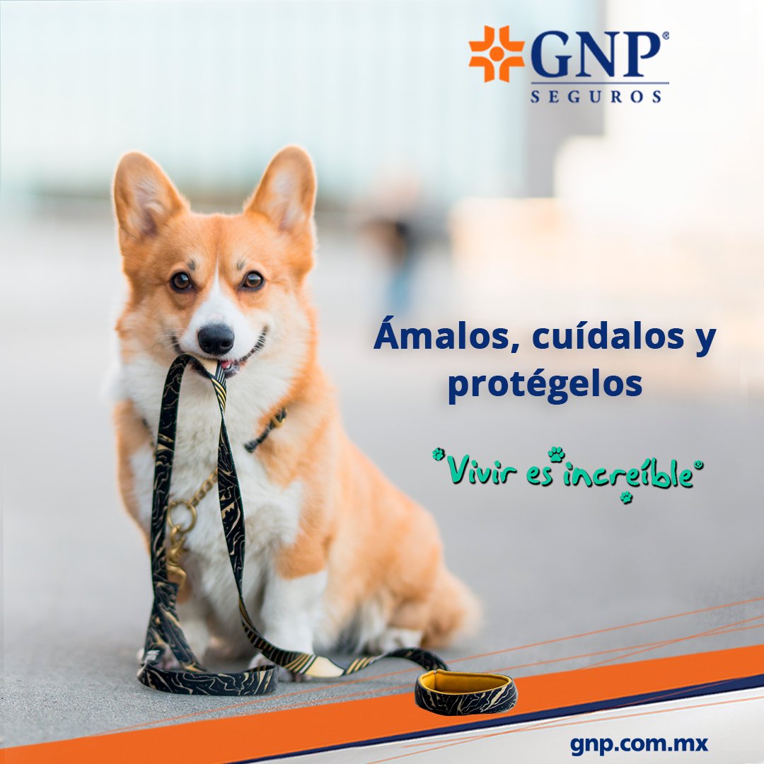 MASCOTA GNP.jpg