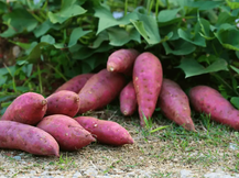 Beyond the Basics: Elevating Your Garden with Homegrown Sweet Potatoes