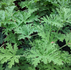 Unleashing the Power of Citronella: Your Complete Guide to Growing and Protecting with Nature's Mosquito Repellent