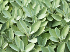 Close-up of fresh sage leaves with a lush green color and soft texture, densely packed, creating a vibrant and natural setting.
