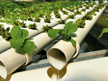 How does Aquaponics Work?