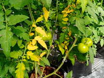 Green tomatoes on vine in grow bags, surrounded by dense leaves with some yellowing foliage in a greenhouse.