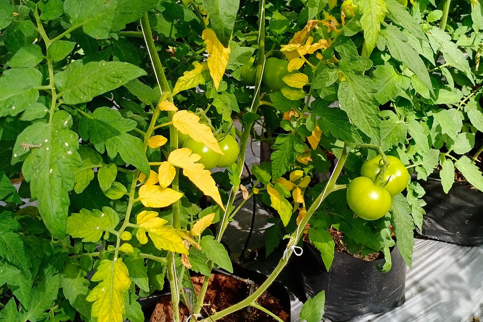 Green tomatoes on vine in grow bags, surrounded by dense leaves with some yellowing foliage in a greenhouse.