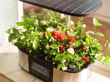Best Indoor Hydroponics Systems for Beginners