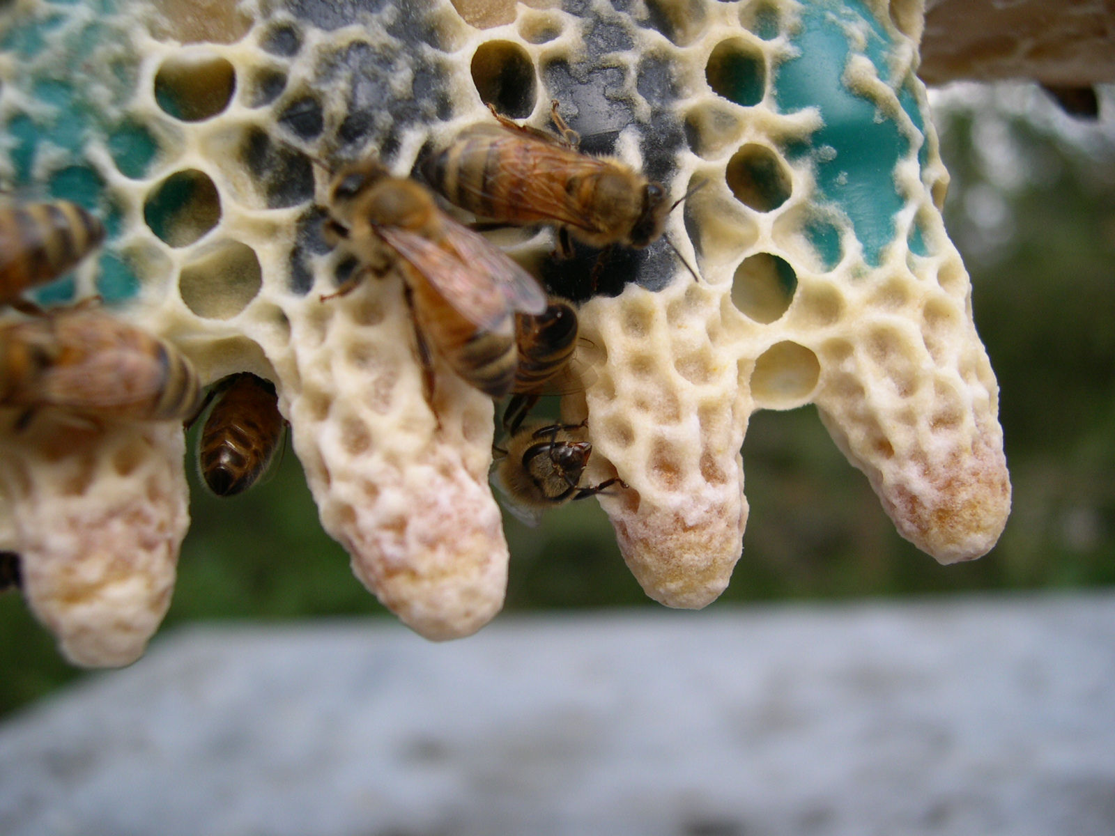 Cellule royale mûre