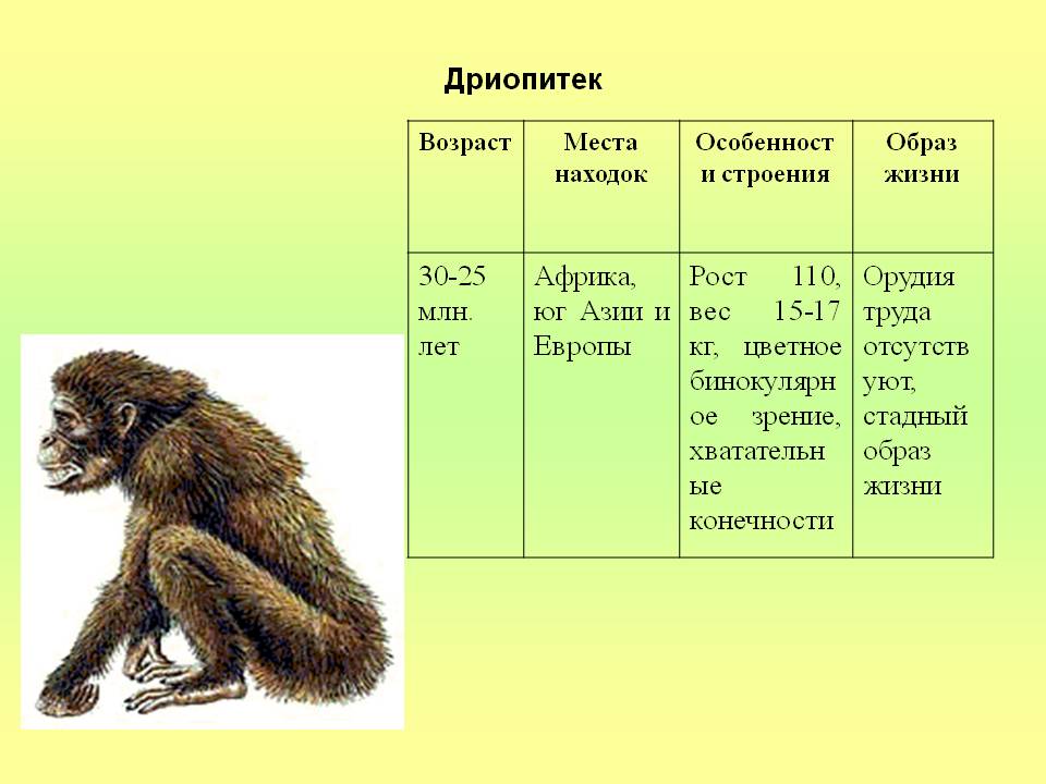 Дриопитек презентация по биологии