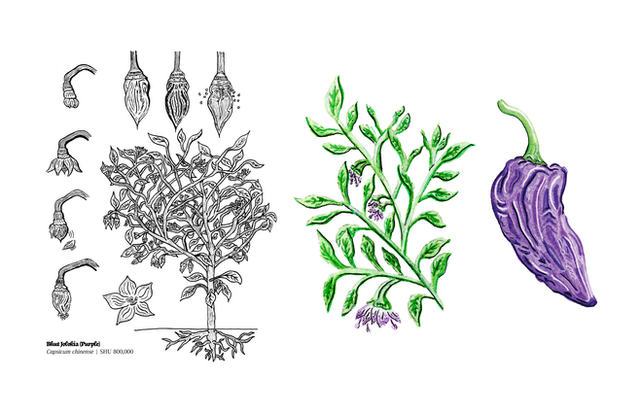Purple Pepper Illustration