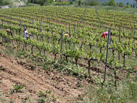 L’ébourgeonnage est presque fini… bientôt le remontage !