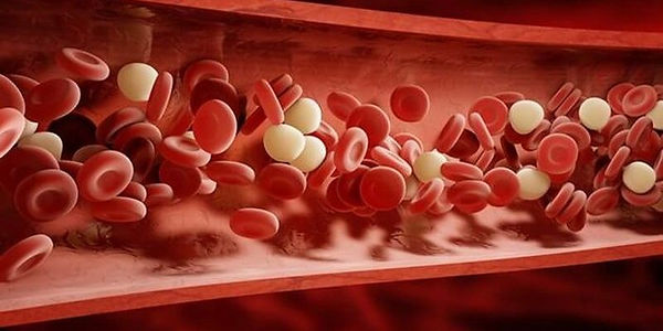 elementos-do-sangue.jpeg
