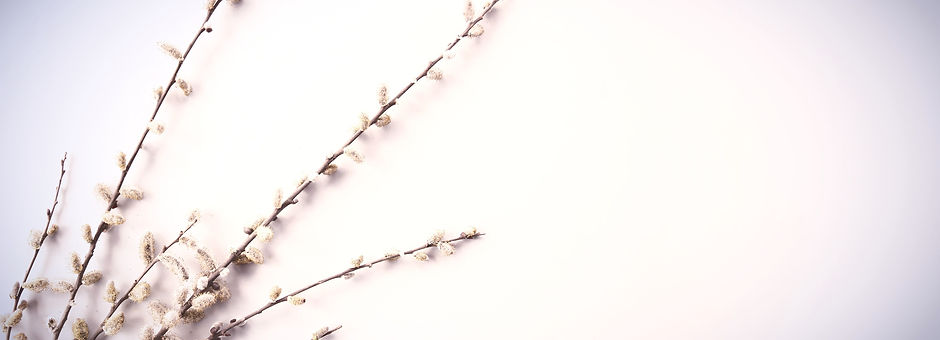 Branches of pussy willows on white background_edited_edited.jpg