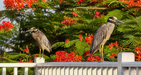 Herons among tropical flowers in Eleuthera