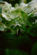 Helleborus