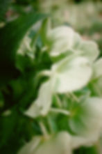 Close-up of white flowers in a landscape architecture Melbourne garden.