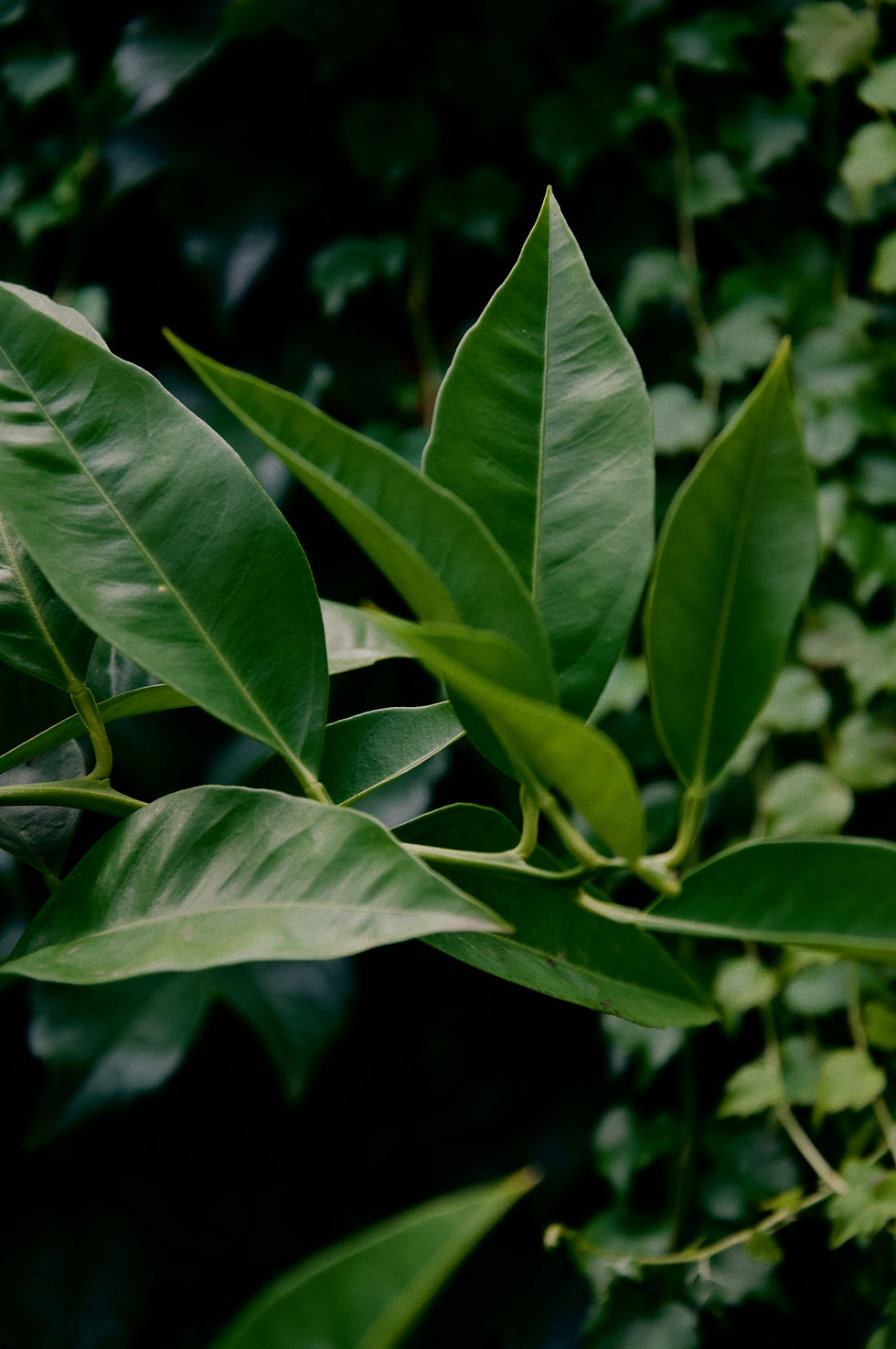 Lush green foliage used in landscape design Melbourne.
