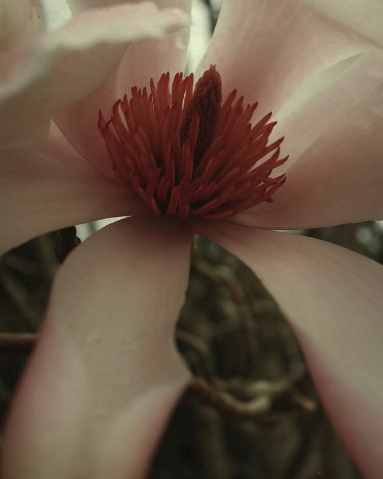 Close-up of a pink magnolia flower in a landscape design melbourne