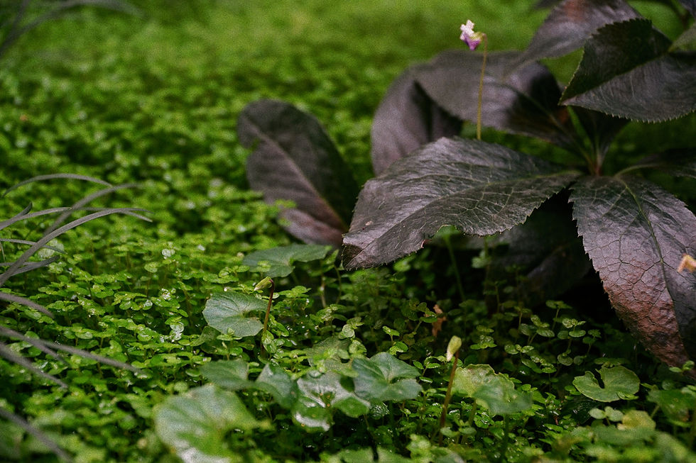 Lush landscape design melbourne with groundcover and dark foliage