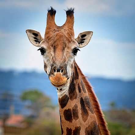 giraffe for website.png