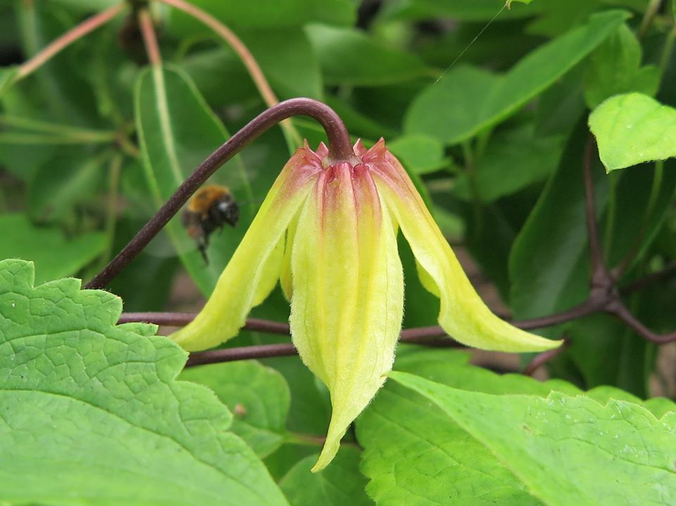 The enchanting Lemon Bells Clematis looks like something out of a fairy garden. It's beautiful, magical, yellow drooping blooms are a wonderous sight.