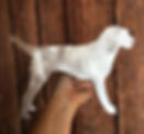 Thumbnail: Border Terrier, With Star, Dog, Tree Topper, Holiday Decoration, Aluminum