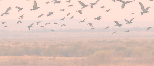 Create an abstract image of a murmeration of starlings in the distance moving dynamically