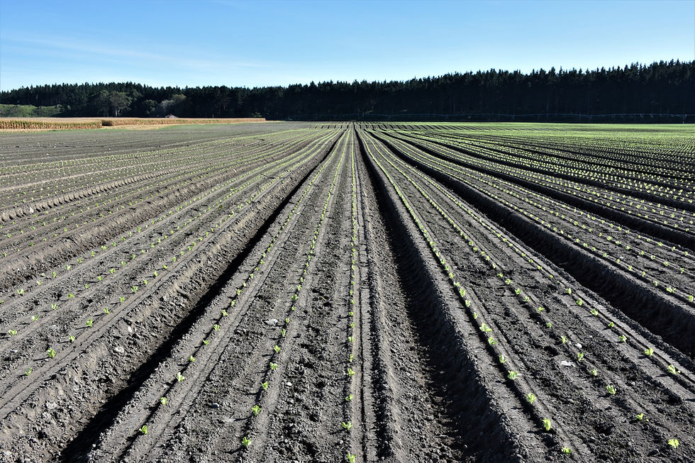 Lettuce, young crop, WaitatapiaDSC_7831 (2).JPG