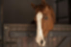 horse-g85e9abf00_1920_edited.jpg