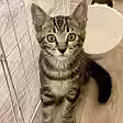 保護猫カフェPortaを卒業したきい
