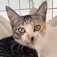 保護猫カフェPortaを卒業したきい
