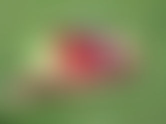 Mon bébé peut-il faire des caprices ?
