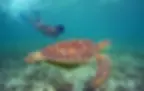 ree