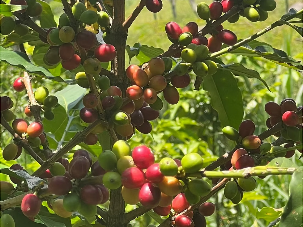 La route du café en Colombie : de la graine à la tasse