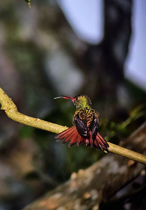 Excursion observation des oiseaux avec guide local
