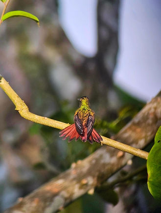 Visite en français observation des oiseaux