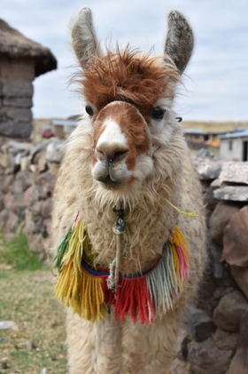 Trek 2 jours à Patabamba, Huchuy Qosqo et Tauca avec guide francophone