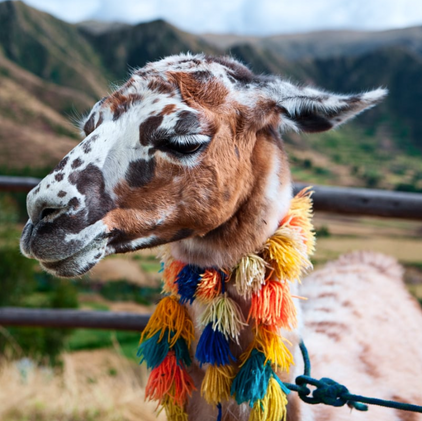 Échappée andine de 5 jours de Huchuy Qosqo au Machu Picchu avec guide francophone