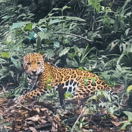 Excursion en français à Osa à la recherche des jaguars