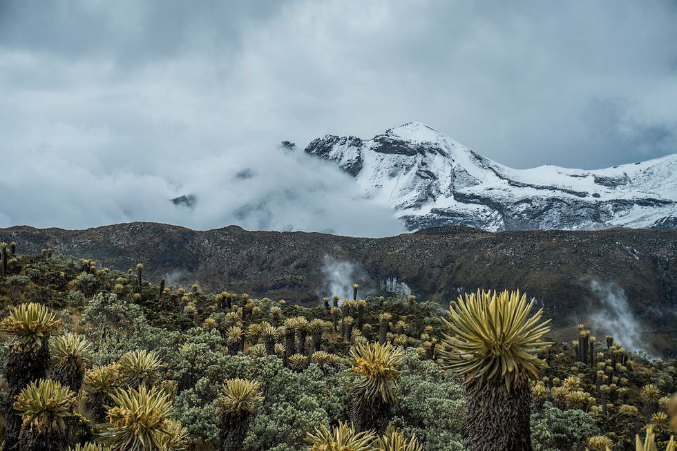 Que faire à Salento et dans la vallée de Cocora ?