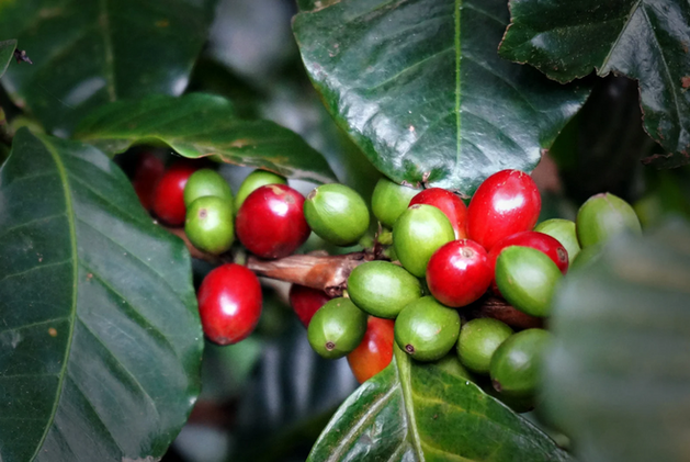 Excursion découverte du café et du cacao 2 jours avec guide local francophone