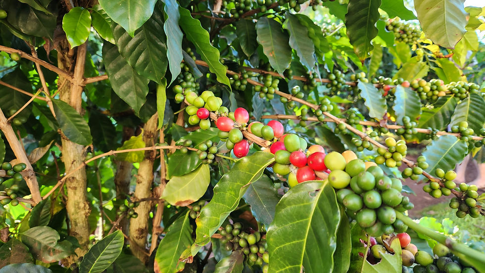 Que faire à Salento et dans la vallée de Cocora ?