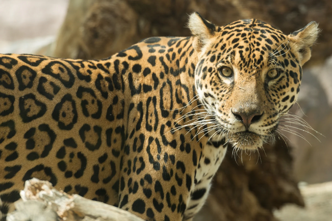 Expédition en français à Talamanca à la recherche des jaguars