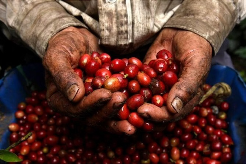 La route du café en Colombie : de la graine à la tasse