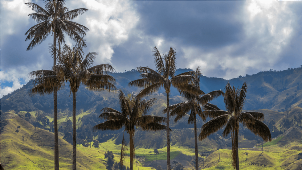Que faire à Salento et dans la vallée de Cocora ?